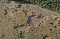 Vue aerienne: dégâts de gibier dans un champ de maïs. © C. Thiriet