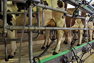 Prix du lait : pas d'accord national sur les indices de tendance du marché pour le second trimestre (© Chabanne)