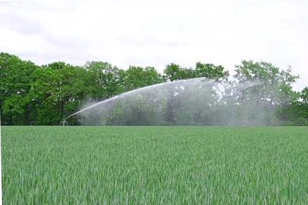 Irrigation du blé (© champion)
