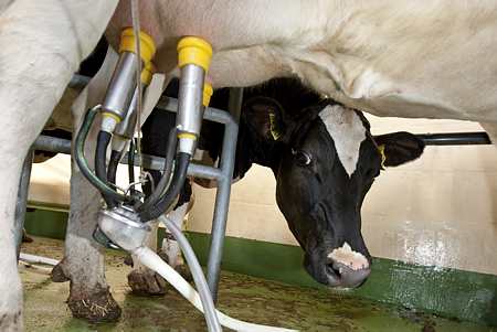 Contrat lait : les organisations de producteurs ne veulent « pas de reprise des négociations avec Lactalis » (© Thiriet))