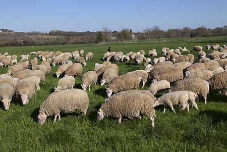 Troupeau de mouton dans la Beauce (© Watier)