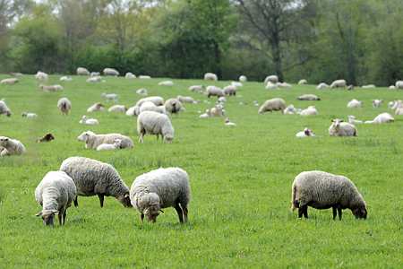Moutons. Photo : Montigny