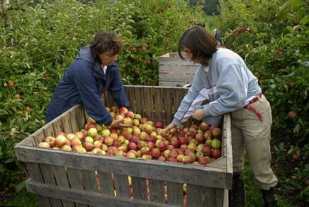 Cueillette de pommes par des salariés et etudiants saisonniers dans une exploitation fruitière (© Leitenberger 2007)