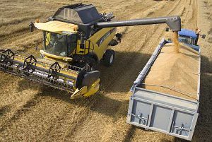 Les prévisions de production mondiale de blé pour 2012/13 sont inchangées par rapport au dernier rapport du CIC à 665 millions de tonnes (Mt), mais en baisse de  4,5 % par rapport à la campagne 2011/12 (696 Mt). (© Champion)