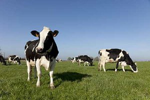 Troupeau de vaches Prim' Holstein au pâturage (© Champion)