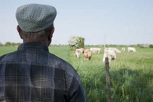 Agriculteur retraité contemplant un troupeau de bovins (© Champion)