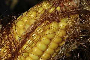 Le maïs OGM Mon 810 n'a pas causé d'effets indésirables sur l'environnement en 2010, selon l'Aesa (© Pierre Gleizes)