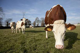 Vache laitière - Photo : Champion