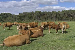 Viande bovine : l’érosion de la production sera plus modérée en 2013 qu’en 2012 (© Watier)