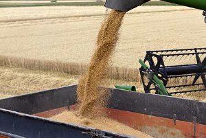 La récolte mondiale de blé progresserait de 4 % en 2013, selon la FAO (© Watier)