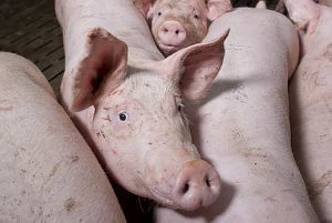 Le ministre de l'Agriculture veut voir remonter de 23 à 25 millions de têtes le cheptel porcin français. Il appelle les distributeurs à un geste commercial pour limiter la hausse des coûts de production qui pèsent sur les éleveurs (© Champion)