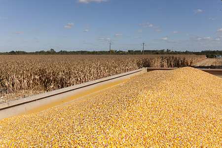 Le Conseil international des céréales (CIC) attend une importante récolte de maïs en 2013/2014 (© Champion)