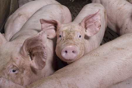 Les éleveurs de porcs du Grand Ouest ont engagé plusieurs actions contre la distribution le 10 juin afin d'obtenir une revalorisation des prix à la production ainsi qu'un étiquetage de l'origine des viandes (© Champion)