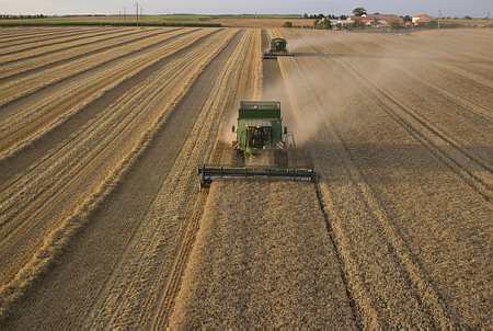 Les producteurs de blé de l'AGPB s'alarment mardi d'une baisse « préoccupante » des prix sur le marché à terme, repassés sous la barre symbolique des 200 euros la tonne, effaçant la hausse enregistrée l'an passé. (© Champion)