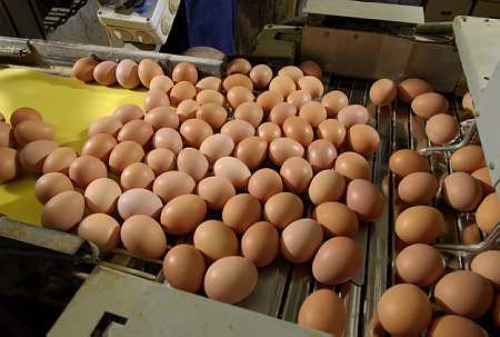 Crise de l'œuf : « Les producteurs sont à bout » (FNSEA) @Stéphane LEITENBERGER   