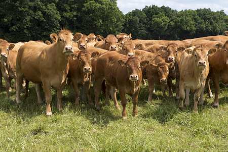 Troupeau de vaches allaitantes (© Watier)