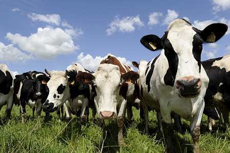 Un troupeau de vaches laitières intriguées... (© Montigny)