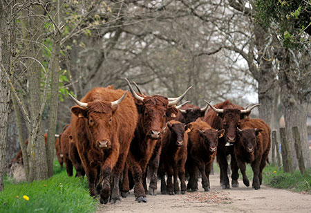 Conduite du troupeau dans un élevage de bovins allaitants salers. Crédit photo : Jérôme Chabanne