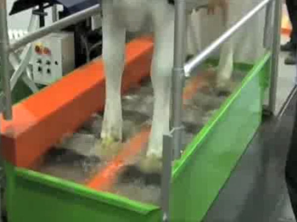 Eurotier 2008 - Puli-System Foot-Brush: une balnéothérapie pour bovins