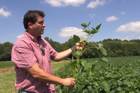Stéphane Pavan produit près de 100 ha de soja dans le Gers (©AM)