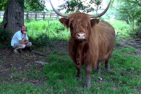 Vente directe : La Highland Cattle, entre robustesse, qualité et originalité (©AM)